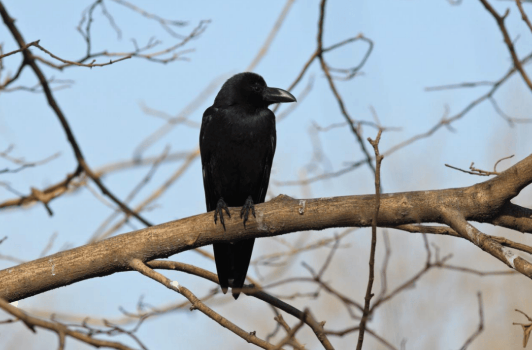 张瑜：我们所居住的北京<strong></p>
<p>bcex交易平台打不开</strong>，是亲近自然的最佳场所