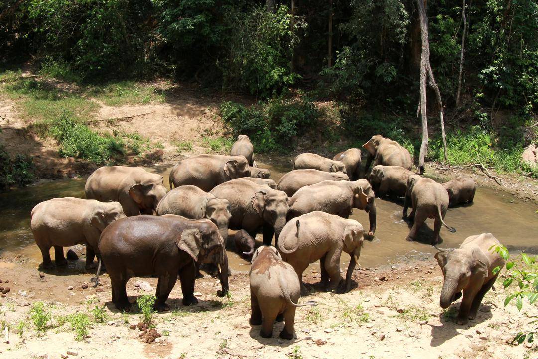 国家林草局：<strong></p>
<p>bcex交易平台打不开</strong>我国珍稀濒危野生动植物种群数量稳步增长