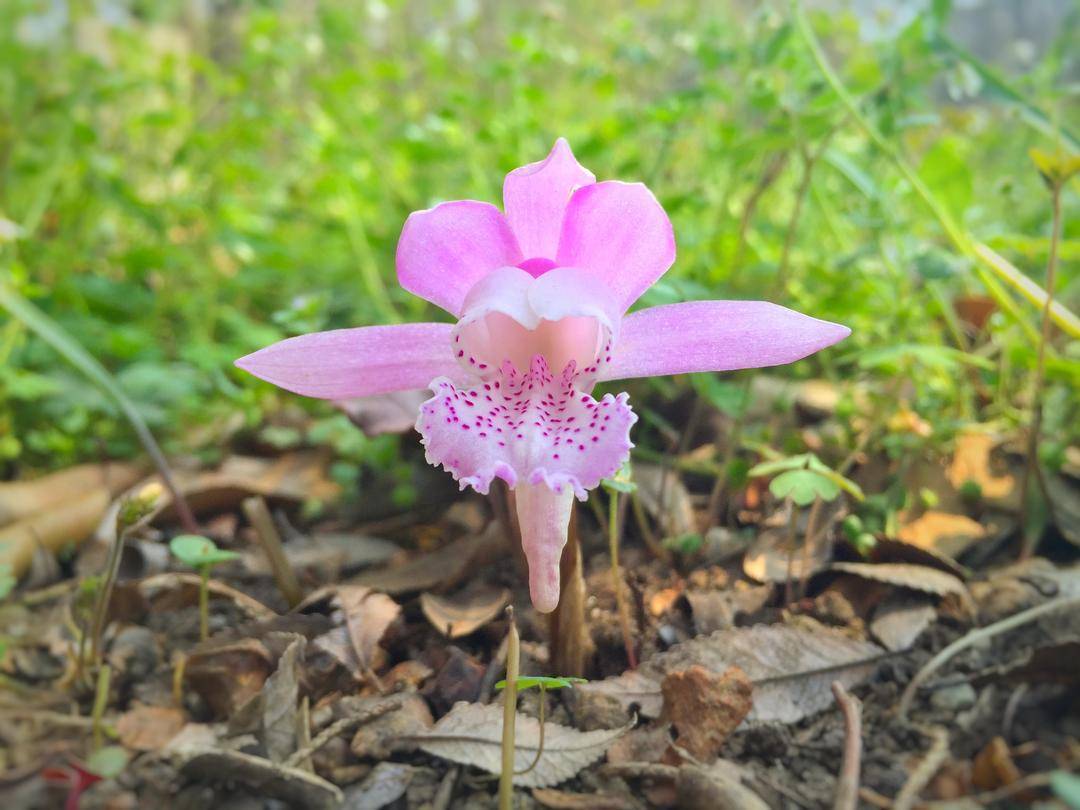 国家林草局：<strong></p>
<p>bcex交易平台打不开</strong>我国珍稀濒危野生动植物种群数量稳步增长