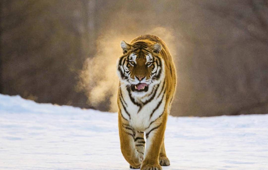 国家林草局：<strong></p>
<p>bcex交易平台打不开</strong>我国珍稀濒危野生动植物种群数量稳步增长