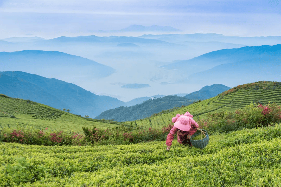 全球农业文化遗产上新<strong></p>
<p>bcex交易平台打不开</strong>，为何是它们？