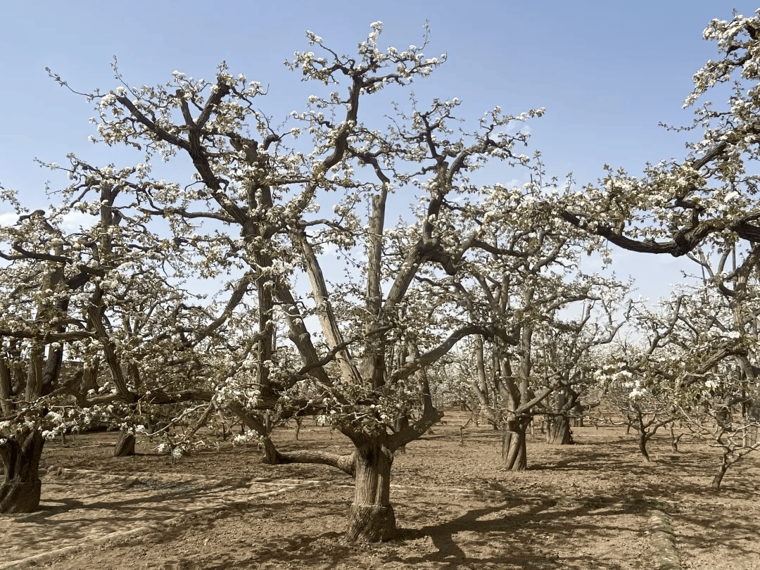 全球农业文化遗产上新<strong></p>
<p>bcex交易平台打不开</strong>，为何是它们？