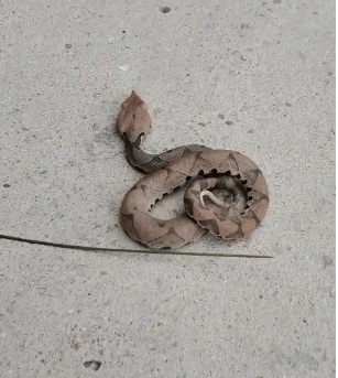 浙江温州有人在山上放生五步蛇<strong></p>
<p>币安交易平台网站</strong>，此前已有村民被咬！当地村干部回应