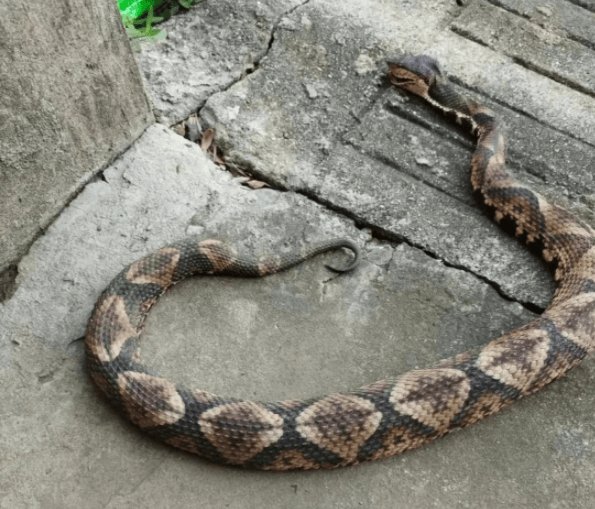 浙江温州有人在山上放生五步蛇<strong></p>
<p>币安交易平台网站</strong>，此前已有村民被咬！当地村干部回应