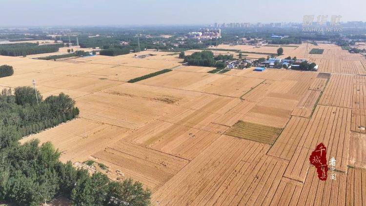新华社关注山东冠县：80余万亩小麦开镰收割