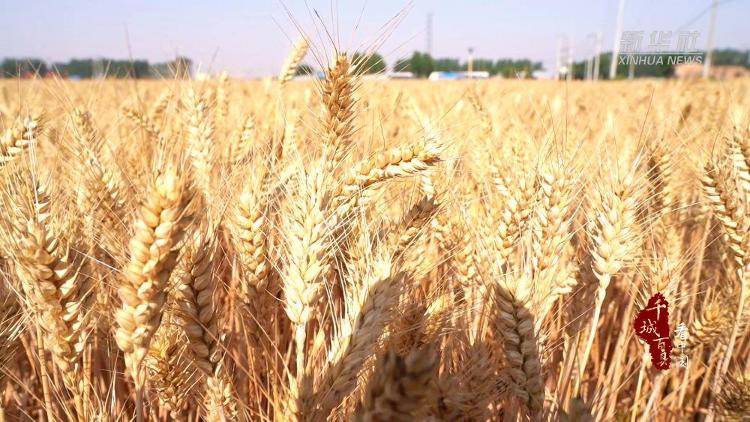 新华社关注山东冠县：80余万亩小麦开镰收割