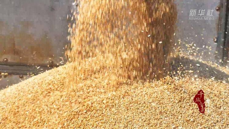 新华社关注山东冠县：80余万亩小麦开镰收割