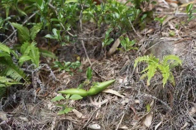 大片连根铲除！深圳一公园“火速响应”引质疑<strong></p>
<p>全球货币交易平台</strong>，网友为它喊冤