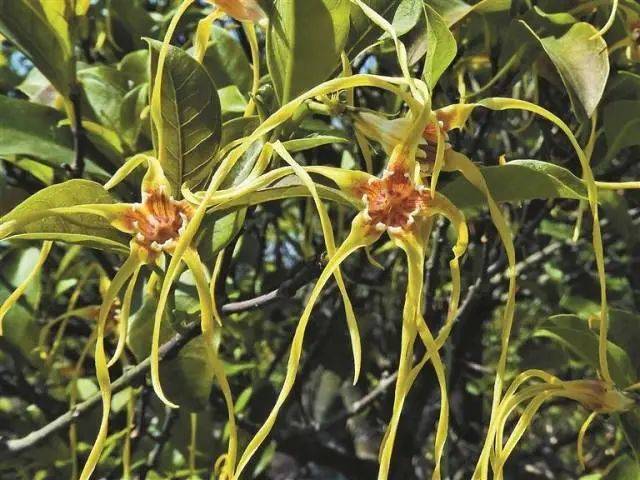 大片连根铲除！深圳一公园“火速响应”引质疑<strong></p>
<p>全球货币交易平台</strong>，网友为它喊冤