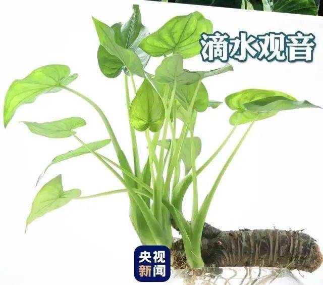 大片连根铲除！深圳一公园“火速响应”引质疑<strong></p>
<p>全球货币交易平台</strong>，网友为它喊冤