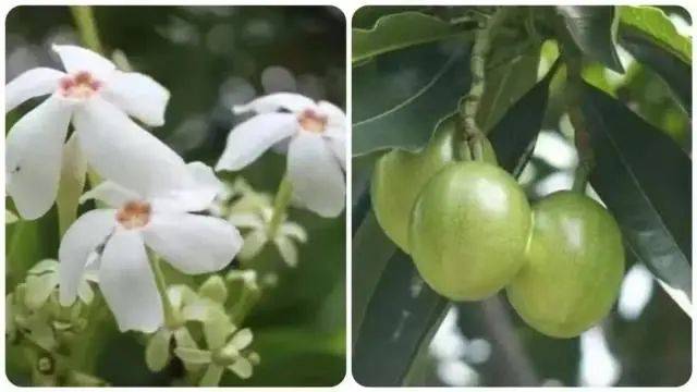 大片连根铲除！深圳一公园“火速响应”引质疑<strong></p>
<p>全球货币交易平台</strong>，网友为它喊冤