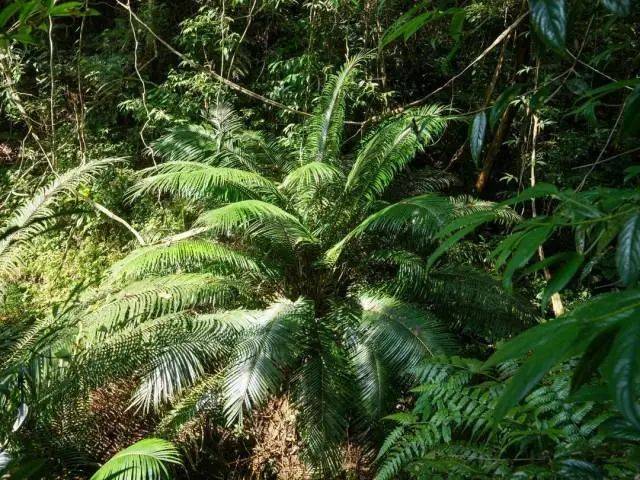 大片连根铲除！深圳一公园“火速响应”引质疑<strong></p>
<p>全球货币交易平台</strong>，网友为它喊冤