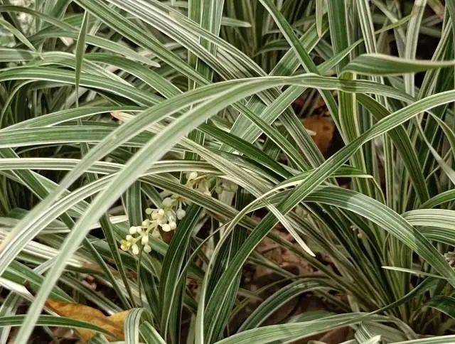 大片连根铲除！深圳一公园“火速响应”引质疑<strong></p>
<p>全球货币交易平台</strong>，网友为它喊冤