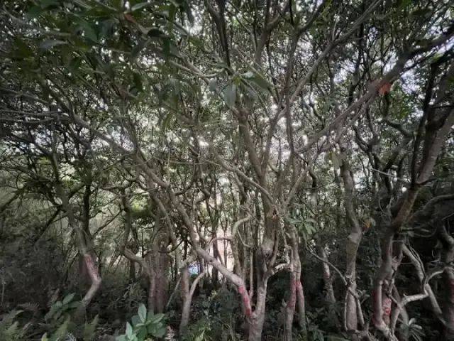 大片连根铲除！深圳一公园“火速响应”引质疑<strong></p>
<p>全球货币交易平台</strong>，网友为它喊冤