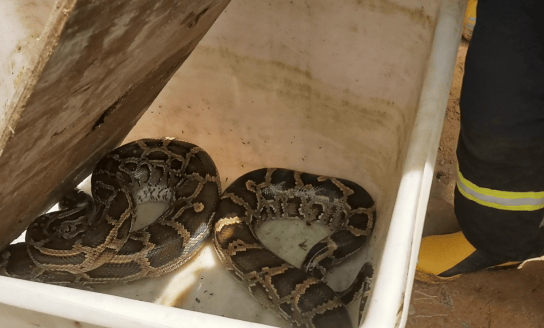 广东一地现3米长70斤巨蟒<strong></p>
<p>币安交易平台下载</strong>，吐出一只30斤整羊，消防员4分钟抓捕