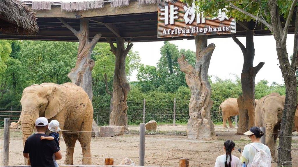 被攻击的母象丹妮未展出<strong></p>
<p>币安交易平台下载</strong>，为震慑作用设脉冲电网！记者实探上海野生动物园