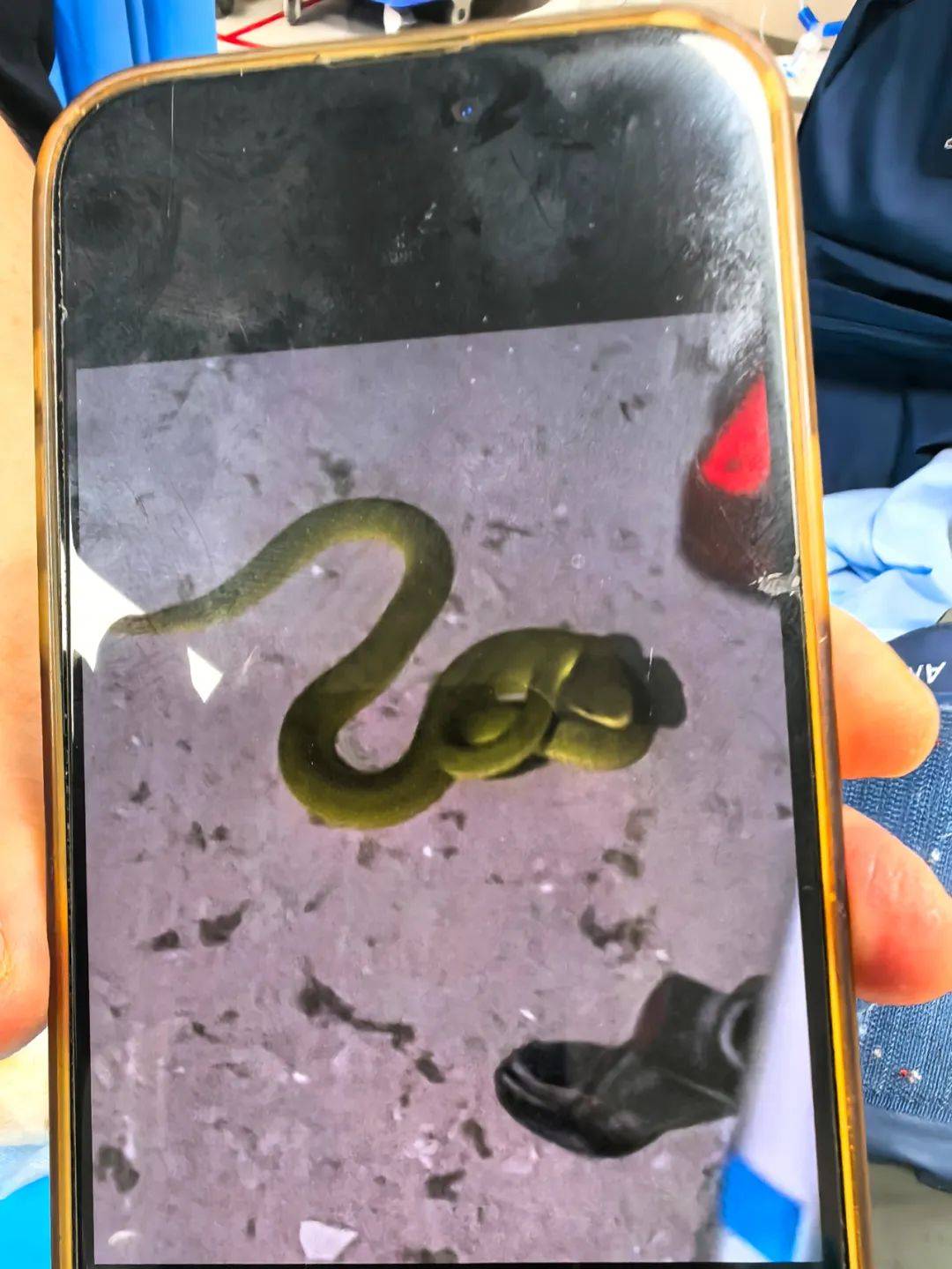 惊恐！毒蛇缠在自行车上<strong></p>
<p>bibox交易平台</strong>，深圳13岁男孩伸手被咬！近期超80人中招