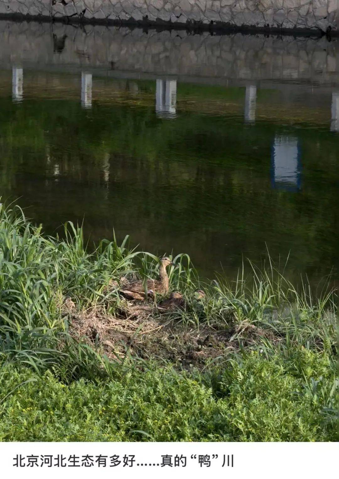 缺水的北京<strong></p>
<p>币海平台</strong>，被北漂强行玩成了威尼斯