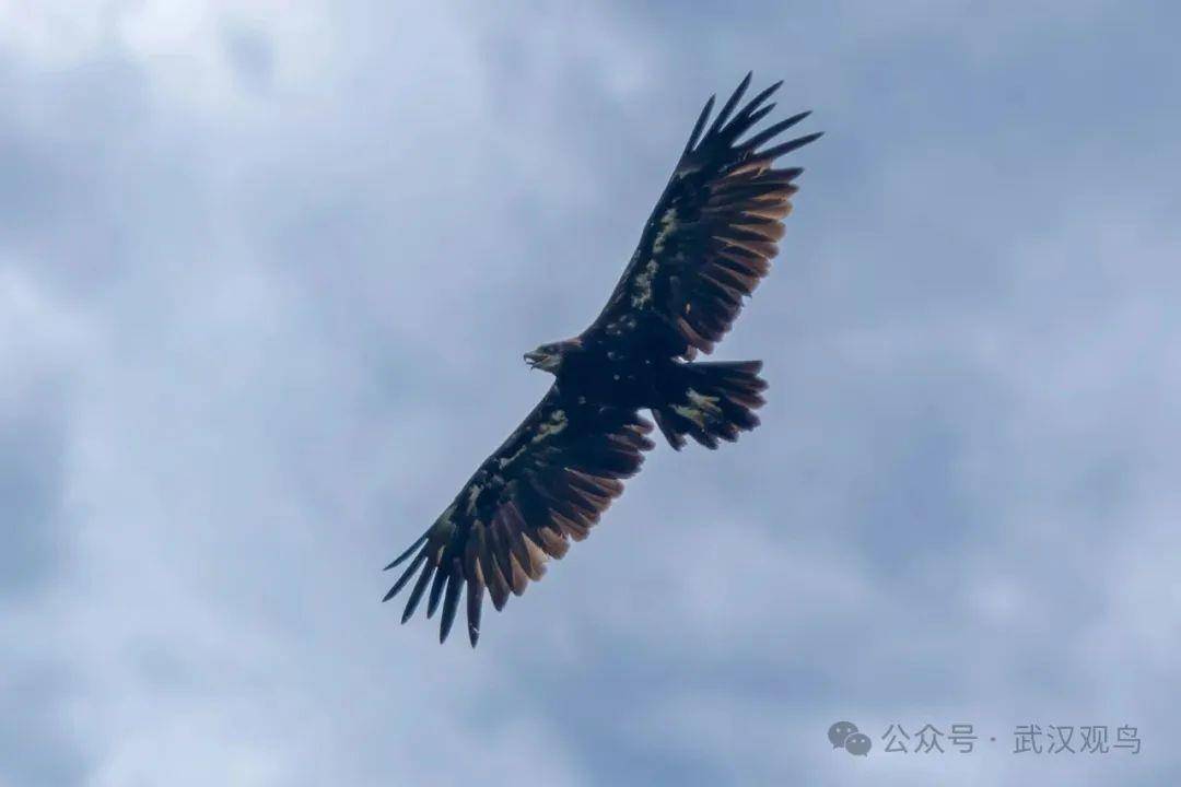 首次<strong></p>
<p>币海平台</strong>！40℃的武汉冒出一只乌雕！身穿“羽绒服”的它边飞边张口散热