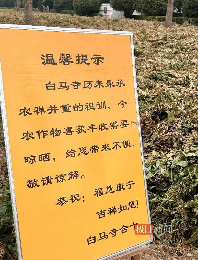 印乐方丈管理下的白马寺：僧人顶着高温种地<strong></p>
<p>抄币吧</strong>，义工称寺里秉承农禅并重