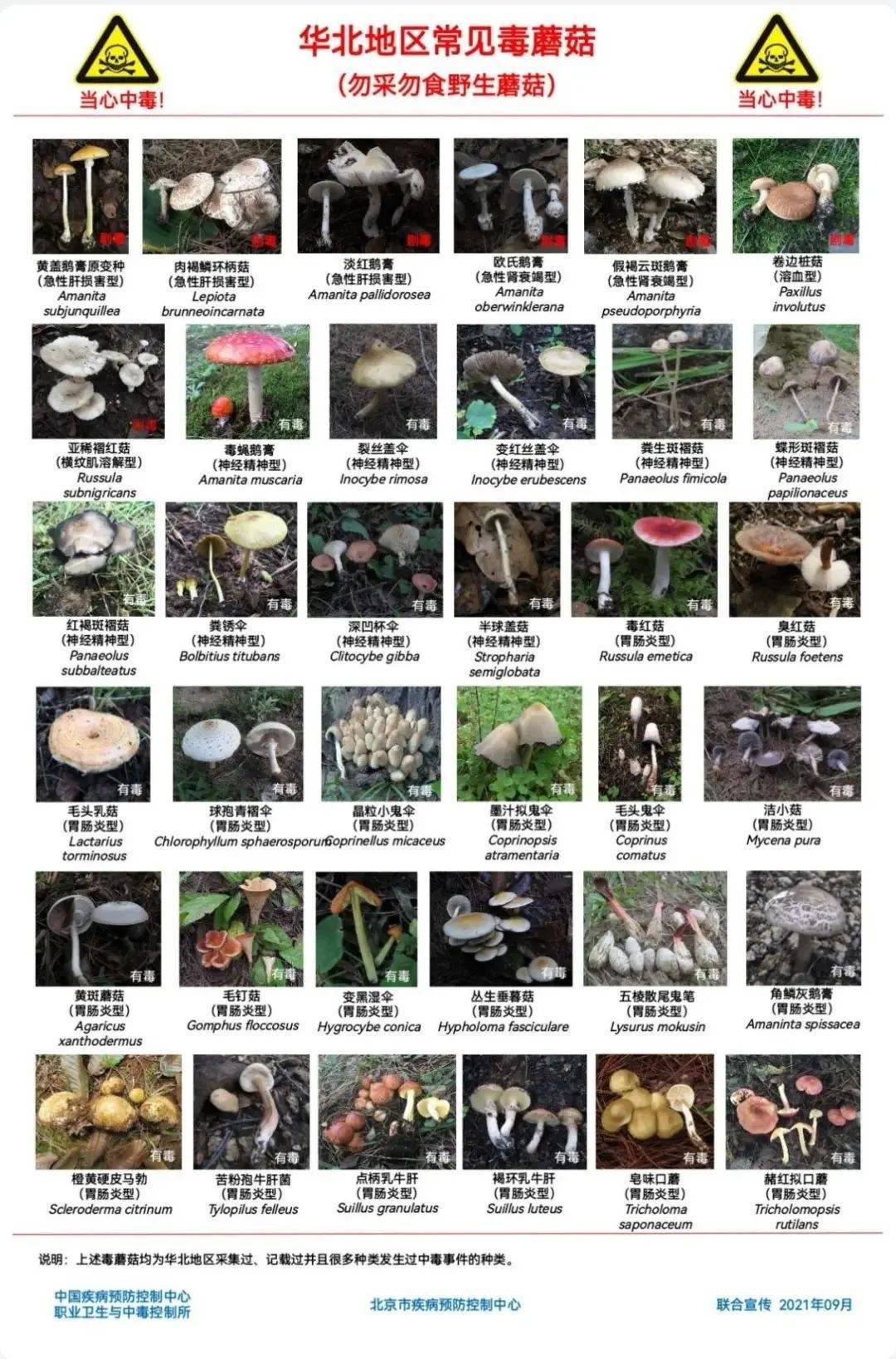 雨后大量出现！别摘、别买、别吃<strong></p>
<p>法币网</strong>，可致多器官衰竭