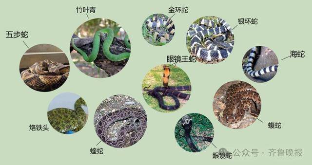 安徽宣城一男子走路玩手机<strong></p>
<p>应用币</strong>，一脚踩中打架的竹叶青和五步蛇，被俩毒蛇咬3口！医院：暂无生命危险，正在治疗