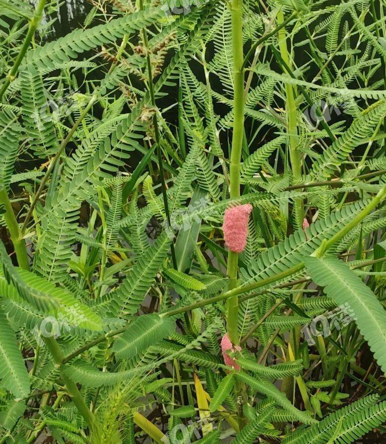别吃！寄生虫多达6000条！浙江一地大量出现<strong></p>
<p>韩国币币</strong>，看到立刻上报