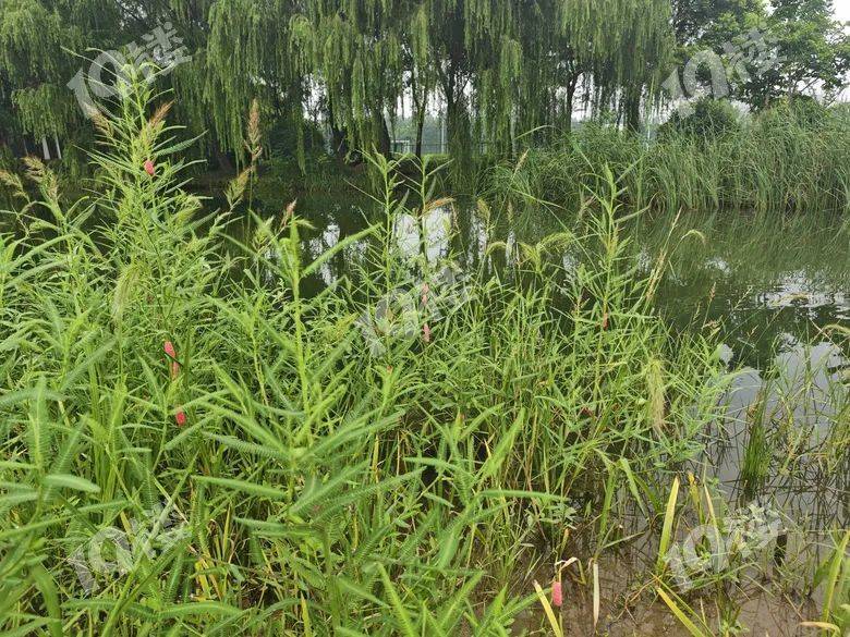 别吃！寄生虫多达6000条！浙江一地大量出现<strong></p>
<p>韩国币币</strong>，看到立刻上报