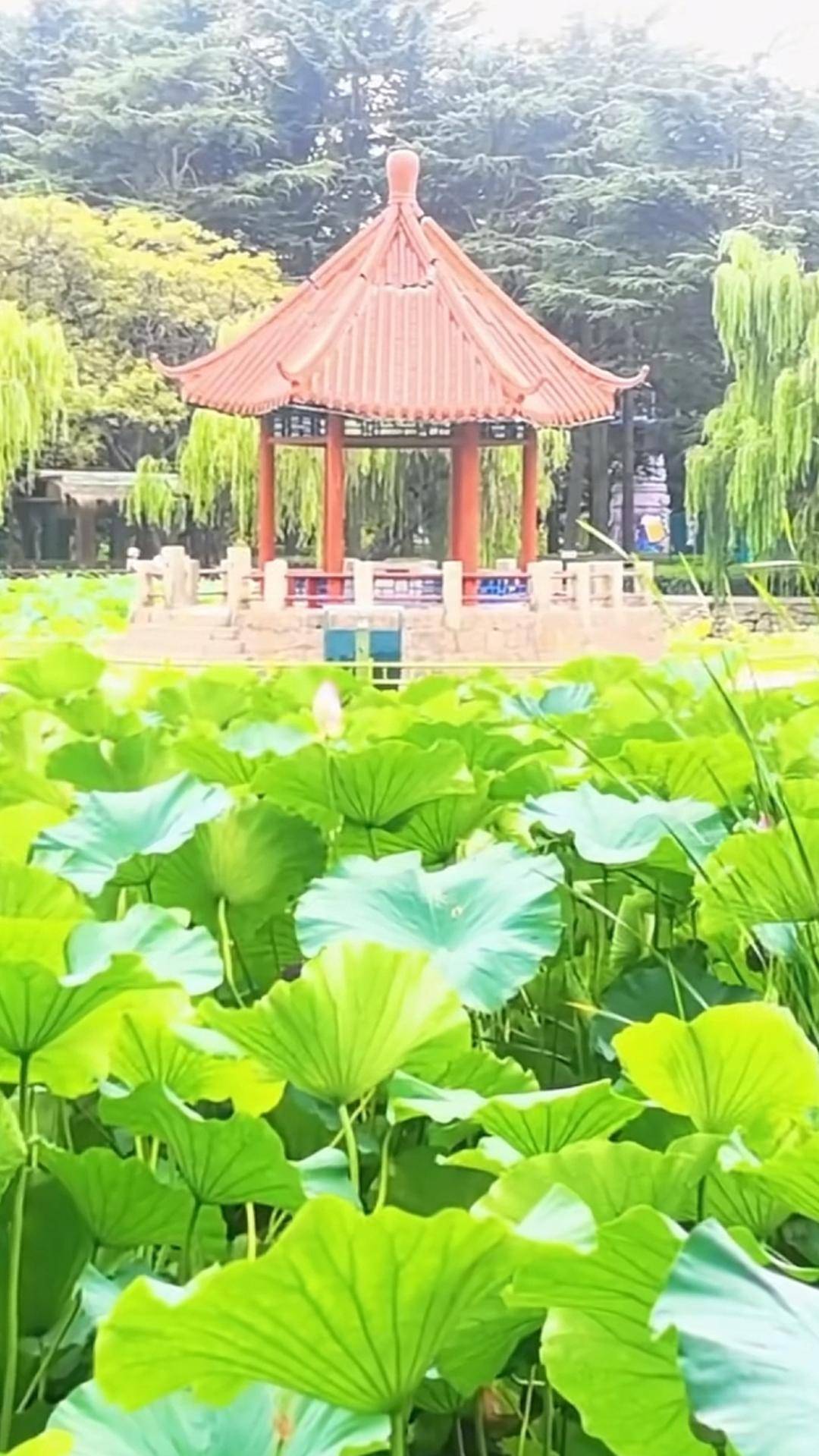 青岛中山公园一凉亭突然倒塌：一年前刚完成修缮<strong></p>
<p>蒲币</strong>，园方称无伤亡原因待查