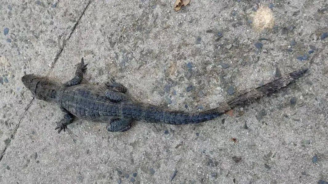 安徽一钓鱼佬钓到一条1米长20斤的“大鱼”<strong></p>
<p>蒲币</strong>，赶紧送到派出所，民警：放生！