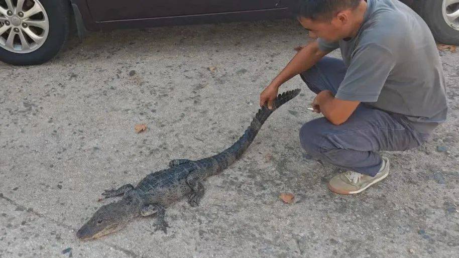 安徽一钓鱼佬钓到一条1米长20斤的“大鱼”<strong></p>
<p>蒲币</strong>，赶紧送到派出所，民警：放生！