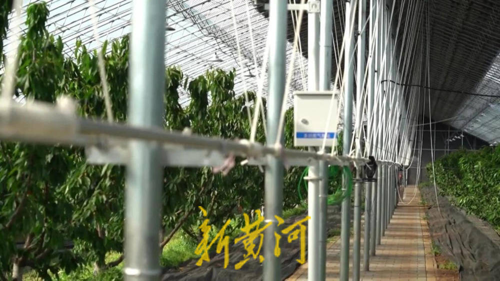 潍坊临朐：30.77 亿元<strong></p>
<p>动力币</strong>！“红玛瑙”大樱桃何以成乡村振兴“甜蜜引擎”