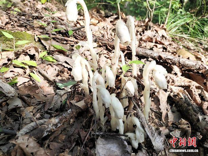 湖北竹山天堂林场发现国家近危级珍稀植物水晶兰