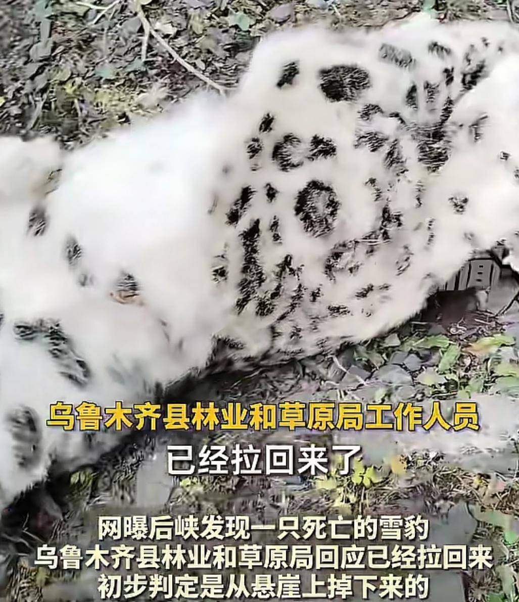 官方回应“乌鲁木齐天山后峡发现一只雪豹”：确认发现雪豹尸体<strong></p>
<p>鹿币</strong>，已处理完毕