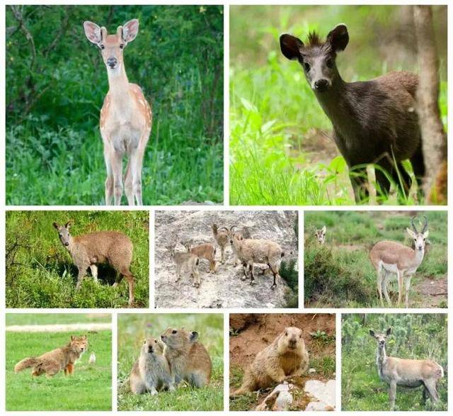 “感谢大家支持我大闹天宫……”蔡国强烟花秀现场感言视频披露<strong></p>
<p>鹿币</strong>，又遭质疑！