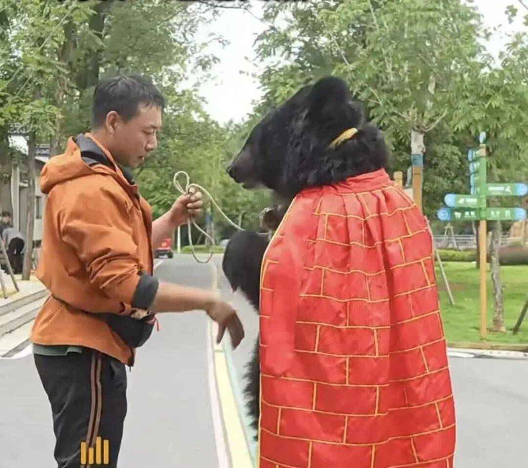 安徽一动物园黑熊披袈裟站立引游客质疑<strong></p>
<p>币特儿</strong>，工作人员：是真熊，人工饲养易出现仿人行为