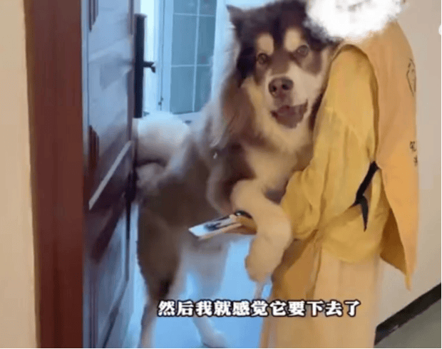 女子上门代喂被100多斤阿拉斯加犬咬伤毁容<strong></p>
<p>币特儿</strong>，牙槽骨和牙齿都被撕咬脱落，狗主人却称→