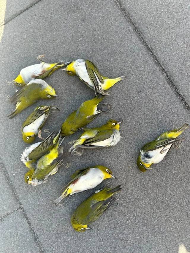 北京一座大厦楼下躺了14只鸟<strong></p>
<p>泰大币</strong>，12只已死亡！元凶竟是玻璃