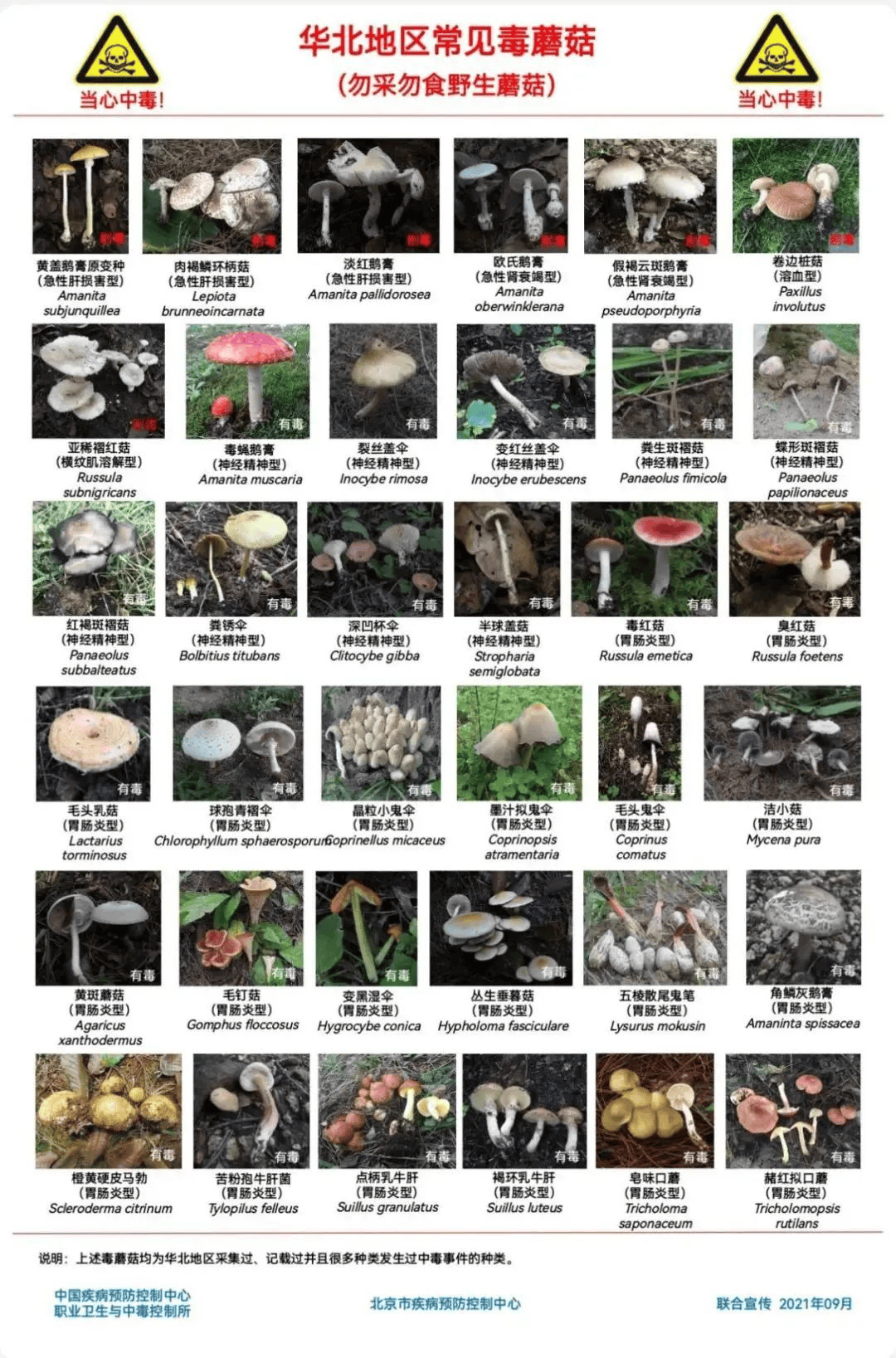 网红发文悼念婆婆：吃了邻居送的蘑菇中毒<strong></p>
<p>泰大币</strong>，抢救四天四夜死亡！这些蘑菇避毒原则可能是陷阱→