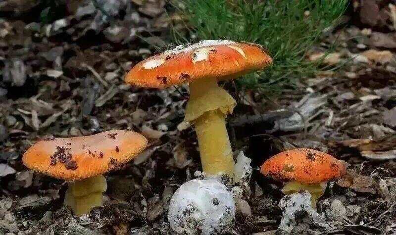 网红发文悼念婆婆：吃了邻居送的蘑菇中毒<strong></p>
<p>泰大币</strong>，抢救四天四夜死亡！这些蘑菇避毒原则可能是陷阱→