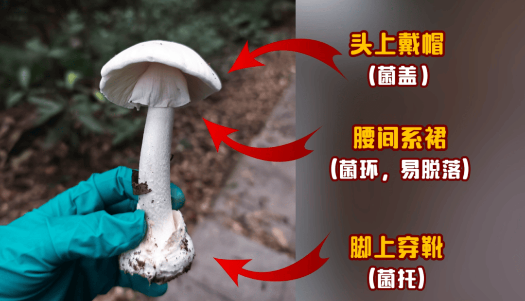 网红发文悼念婆婆：吃了邻居送的蘑菇中毒<strong></p>
<p>泰大币</strong>，抢救四天四夜死亡！这些蘑菇避毒原则可能是陷阱→