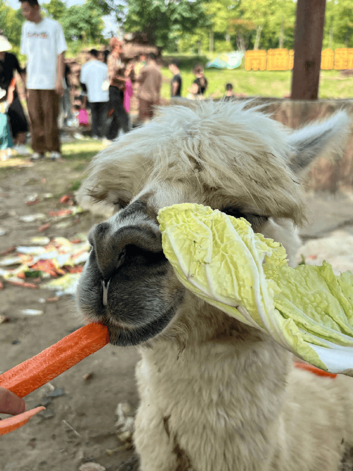 网友称南通一动物园羊驼被投喂吃撑倒地翻白眼<strong></p>
<p>墨子币</strong>，园方回应：确实是吃饱了，“不会撑死，旁边有饲养员在观察”