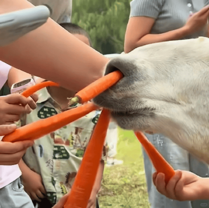 网友称南通一动物园羊驼被投喂吃撑倒地翻白眼<strong></p>
<p>墨子币</strong>，园方回应：确实是吃饱了，“不会撑死，旁边有饲养员在观察”