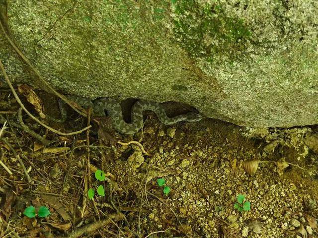 青岛大叔挖水沟发现一窝尖头毒蛇<strong></p>
<p>币村网</strong>，专家：系本地红脖颈槽蛇，毒性弱咬伤概率低