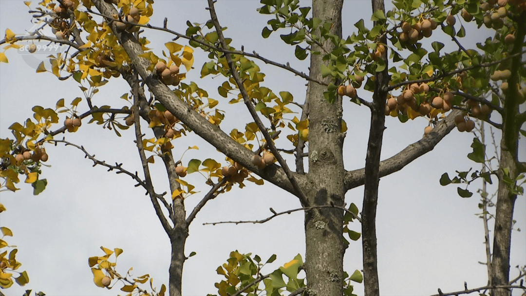 不要捡<strong></p>
<p>币舫</strong>！不要吃！昆明街头正大量出现……