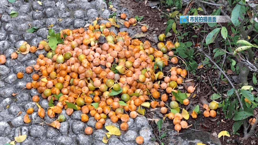 不要捡<strong></p>
<p>币舫</strong>！不要吃！昆明街头正大量出现……