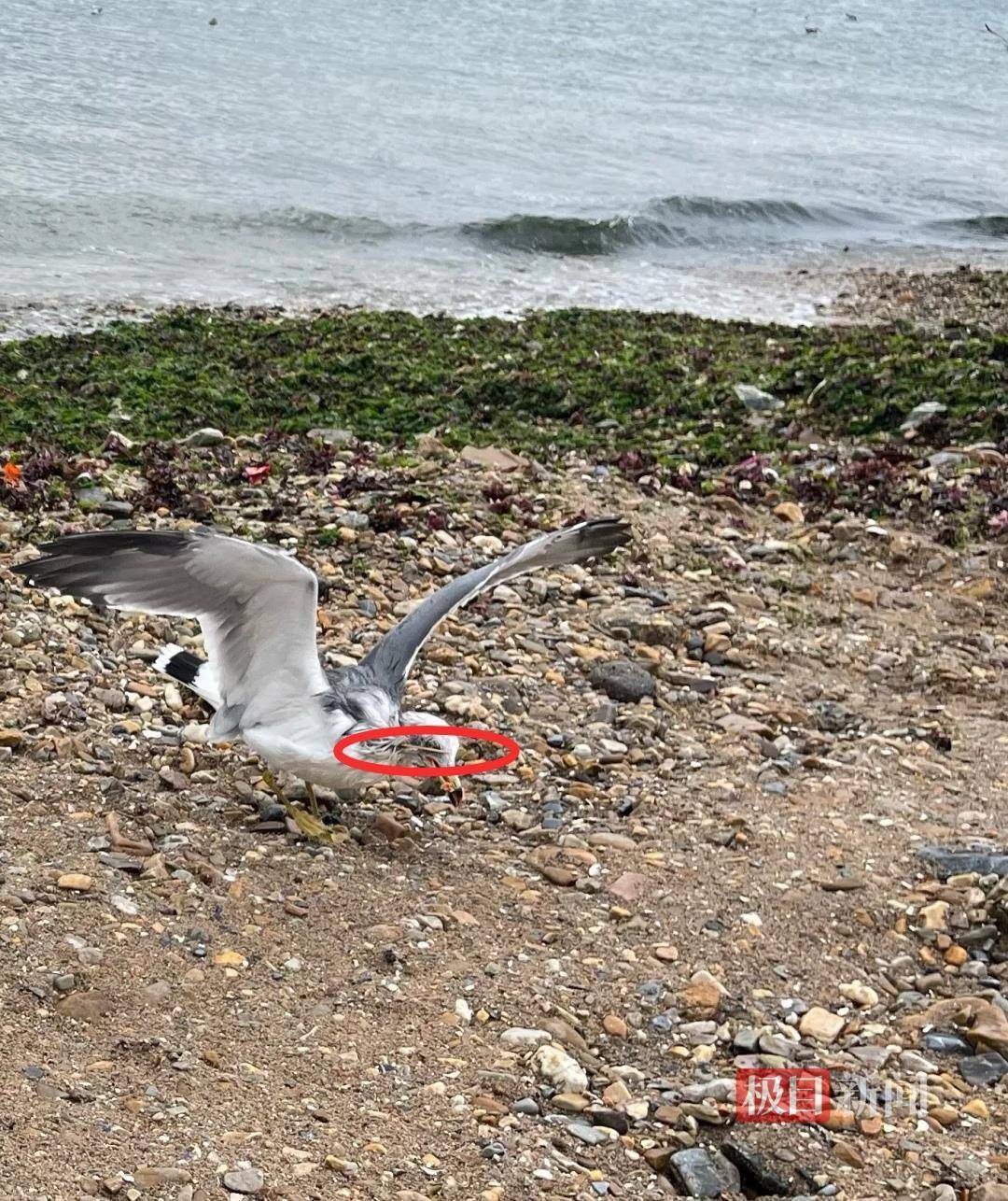 女子游大连接连看到两只海鸥被竹签穿身<strong></p>
<p>币舫</strong>，呼吁游客不要用竹签插食投喂，当地回应