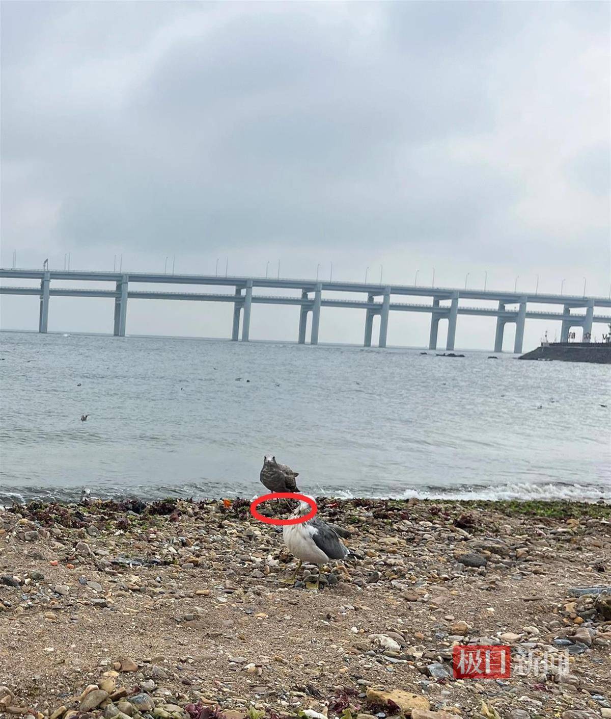 女子游大连接连看到两只海鸥被竹签穿身<strong></p>
<p>币舫</strong>，呼吁游客不要用竹签插食投喂，当地回应