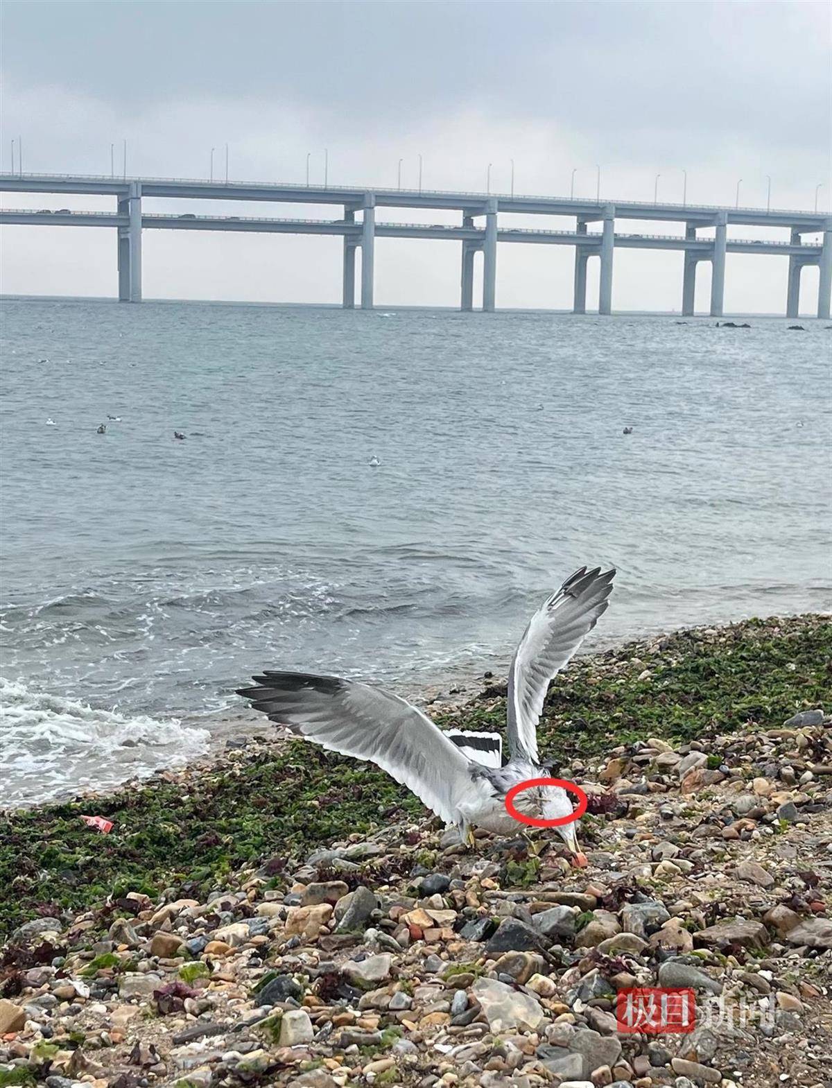 女子游大连接连看到两只海鸥被竹签穿身<strong></p>
<p>币舫</strong>，呼吁游客不要用竹签插食投喂，当地回应