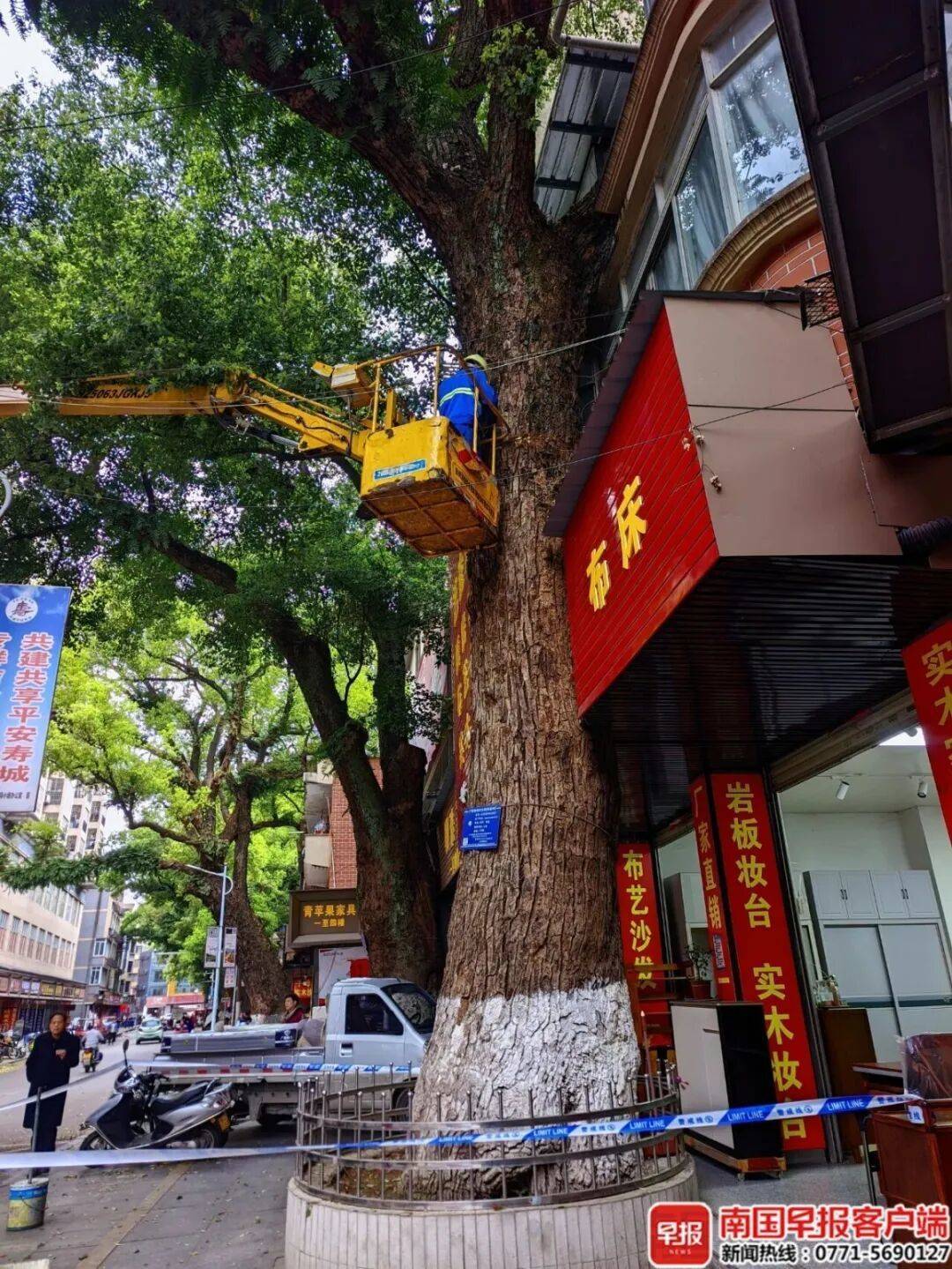 自家房屋采光被遮挡<strong></p>
<p>币舫</strong>，广西贺州一男子给220年珍贵古树多次投毒！